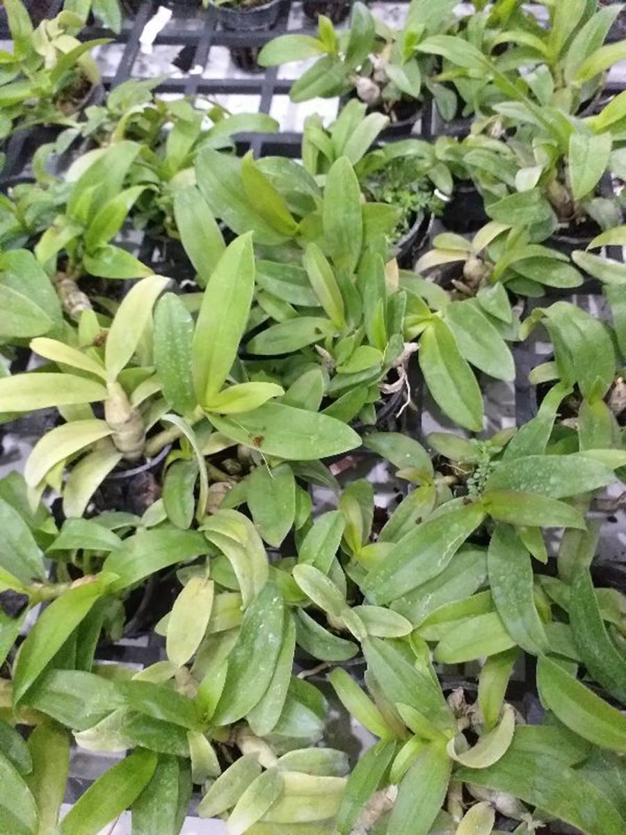 2 cây hoa phong lan - trầm 6 mắt lai phi điệp 5ct