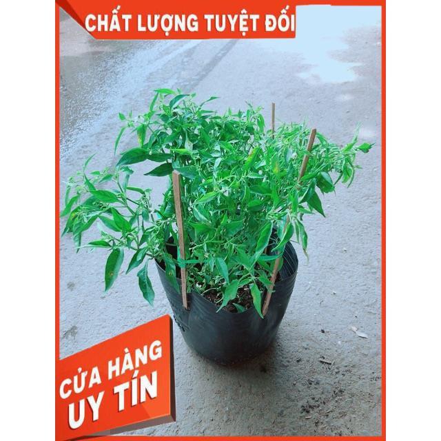 Bụi Ớt Hiểm