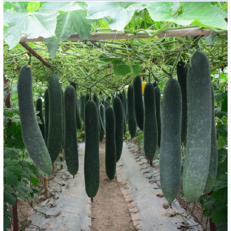 Combo 6 gói hạt giống ăn trái dễ trồng – tặng 1 gói kích mầm