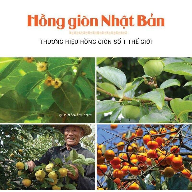 CÂY GIỐNG HỒNG GÒN NHẬT BẢN SIÊU SỚM