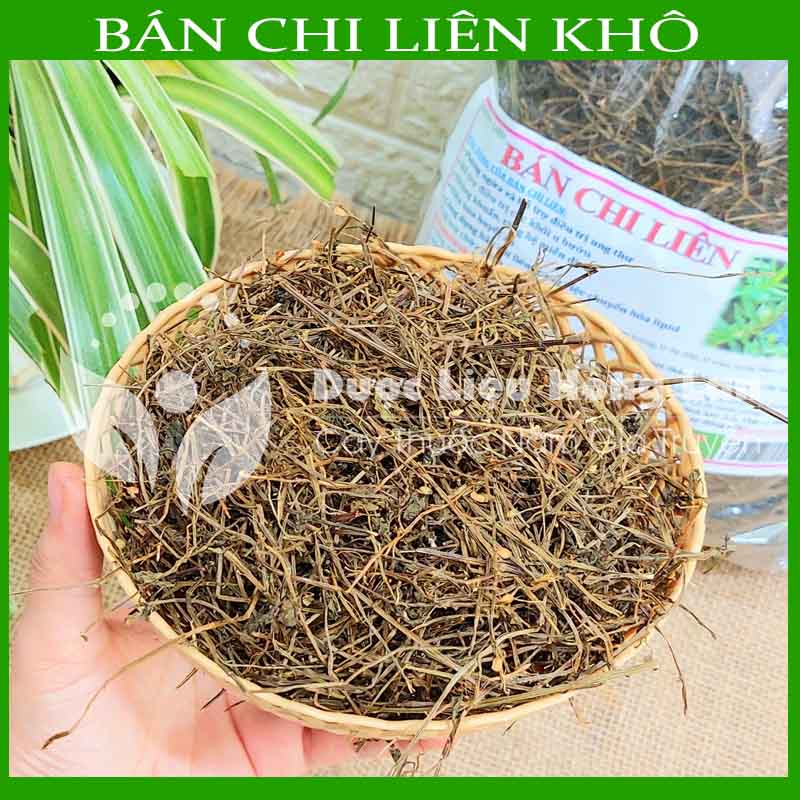 Cây BÁN CHI LIÊN khô đóng gói 500g - Hàng Công ty loại 1