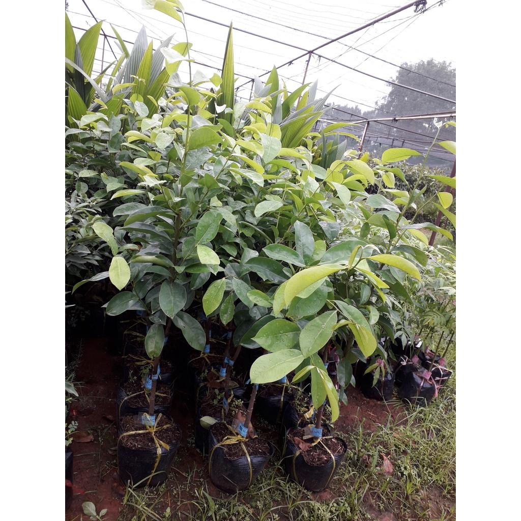 Cây giống Mãng cầu xiêm Thái CAO 1M . ] .