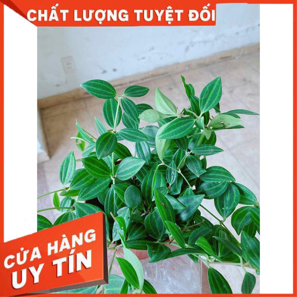 Chậu cây bình an Nhiều Người Mua