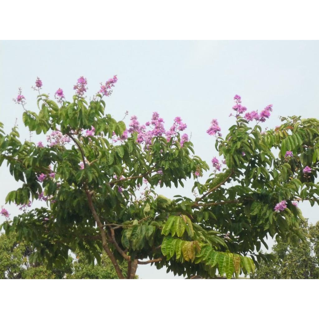 CÂY GIỐNG BẰNG LĂNG LÁ ỔI )
