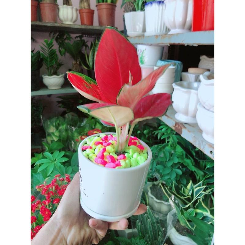 Chậu Cây Huyết Rồng