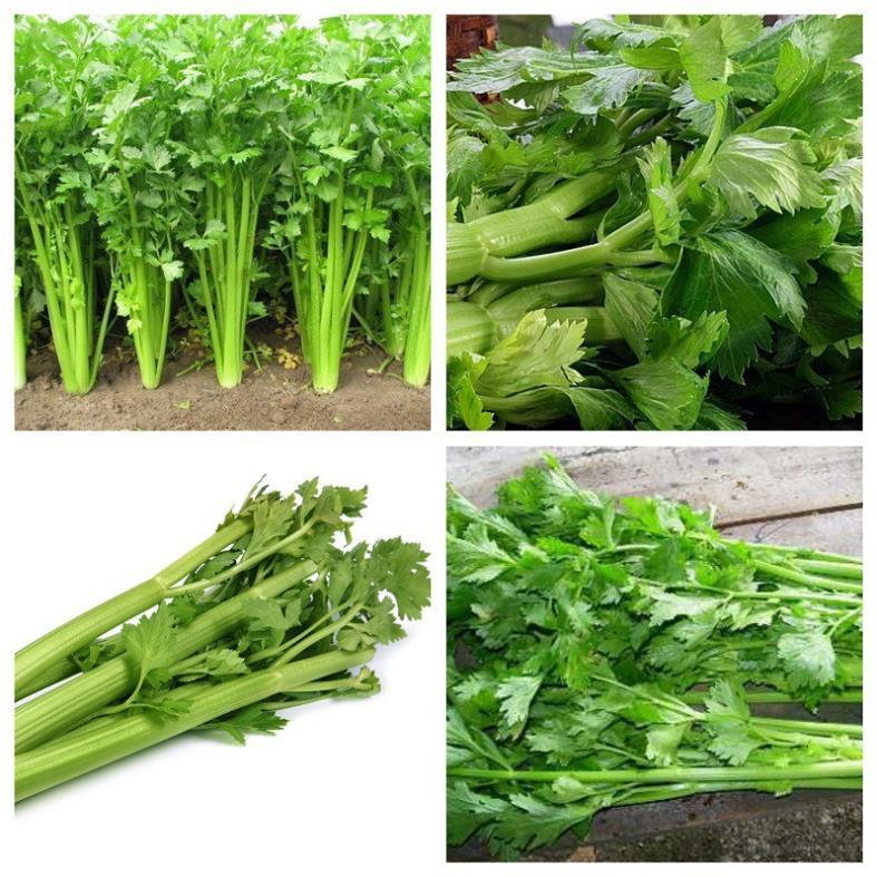 Hạt Giống Cần Tây F1 Siêu Năng Suất,Siêu Dễ Trồng+ 700g phân thỏ hữu cơ