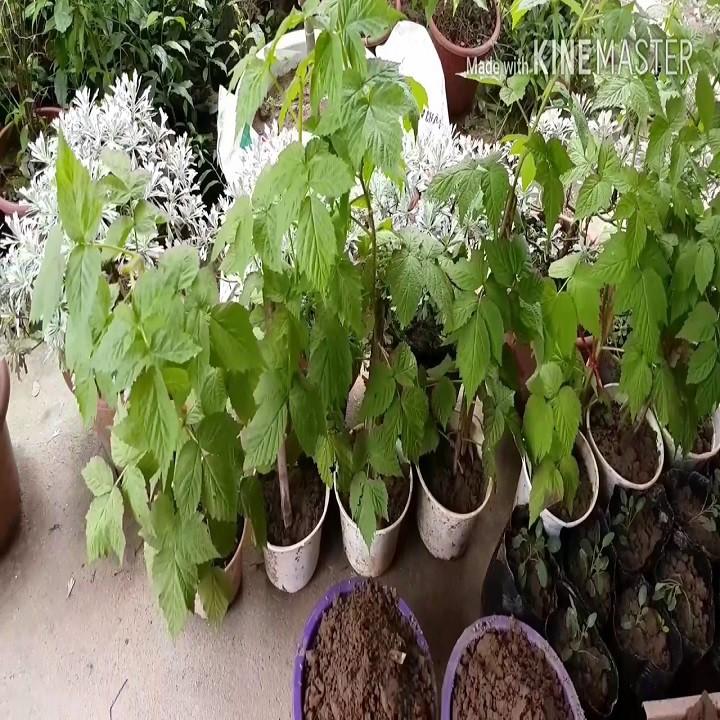 CÂY GIỐNG MÂM XÔI CÂY NHỎ NHẬP KHẨU SIÊU QUẢ DÒNG QUẢ SỚM