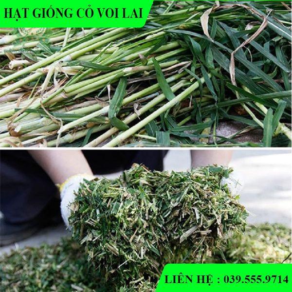 1KG Hạt cỏ Chăn Nuôi Gồm Cỏ Voi Lai 500gram & Hạt cỏ Chăn Nuôi Sudan Super BMR 500gram