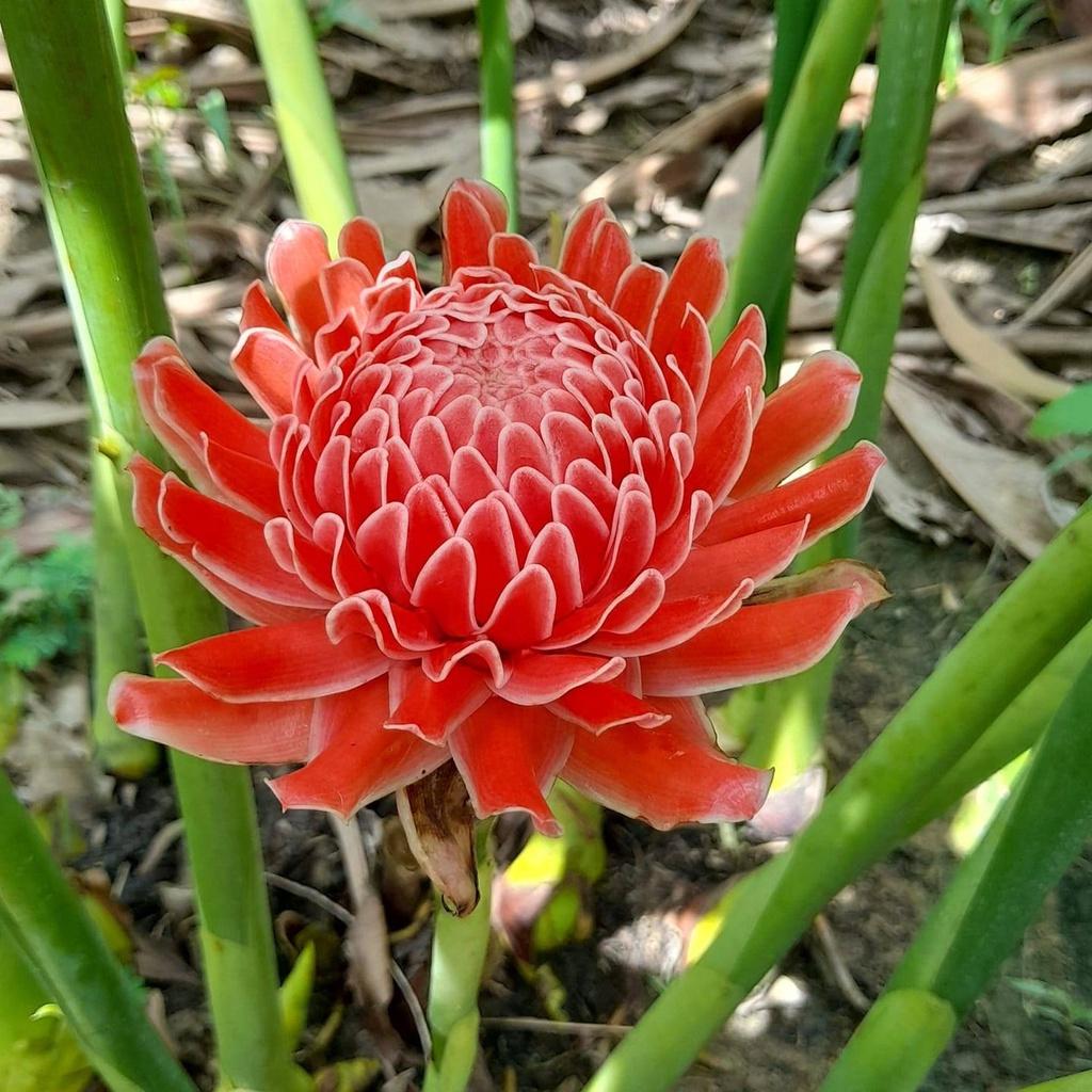 Củ giống cây hoa sen đa lộc