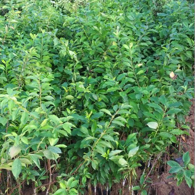 Cây mận hậu