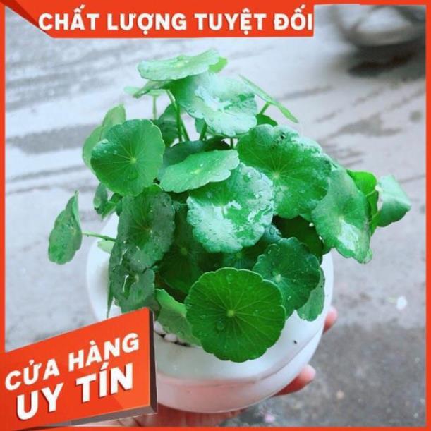 Chậu Cỏ Đồng Tiền