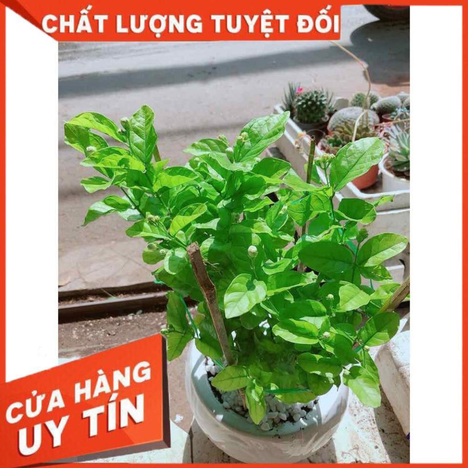 Chậu cây hoa nhài Nhiều Người Mua