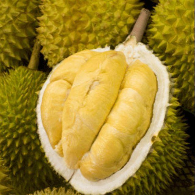 Cây giống sầu riêng chuồng bò