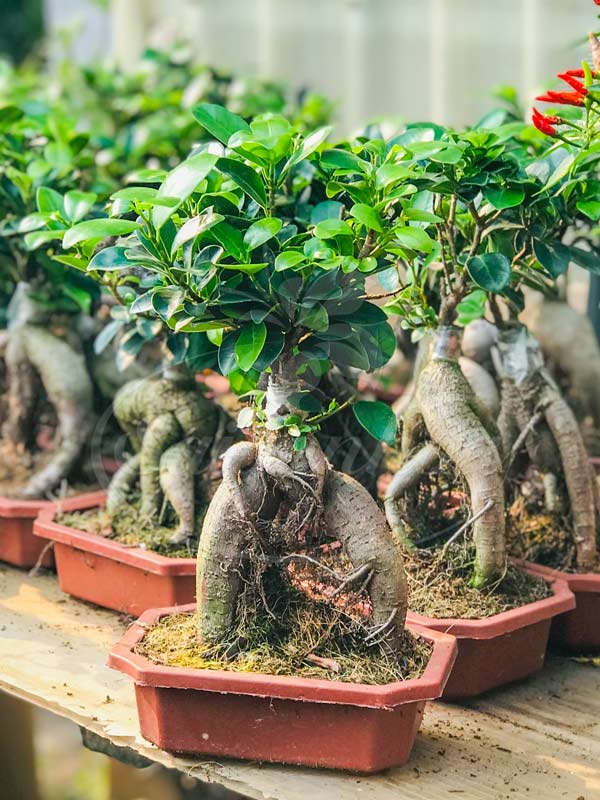 Cây si nhật bonsi để bàn