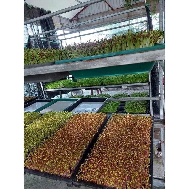1kg Hạt Giống Rau Mầm Củ Cải Đỏ