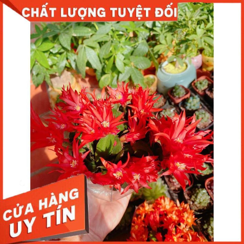 Chậu hoa quỳnh Nhiều Người Mua