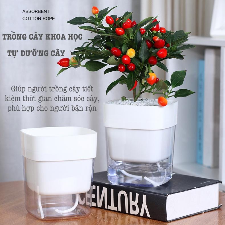 Chậu cây để bàn Oliz G2 Clear. Chậu trồng cây có chức năng tự tưới nước cho cây. Trang trí văn phòng, bàn làm việc