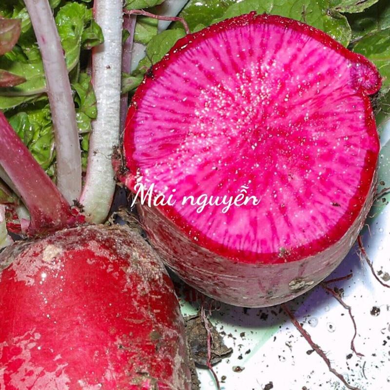 Hạt giống củ cải Shena đỏ ruột đỏ
