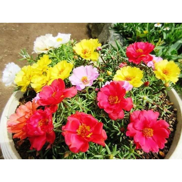 Hạt Giống Hoa Mười Giờ Đơn Nhiều Màu-