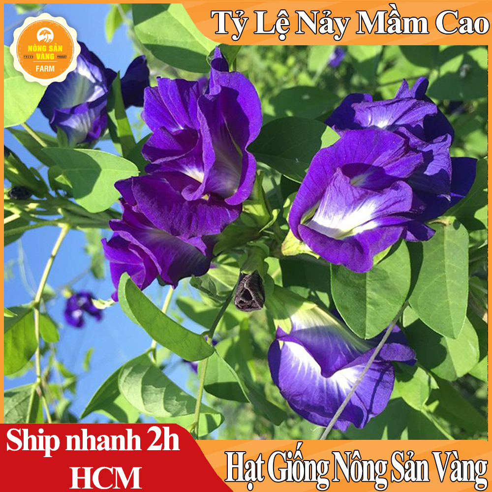 Hạt giống Bông Biếc Rất Nhiều Công Dụng Tốt Cho Sức Khỏe - Nông Sản Vàng