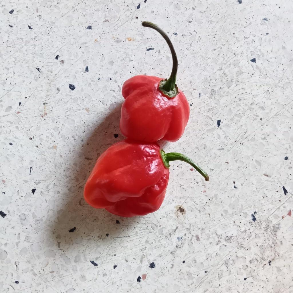 Combo 9 Gói Hạt Giống Ớt Cay