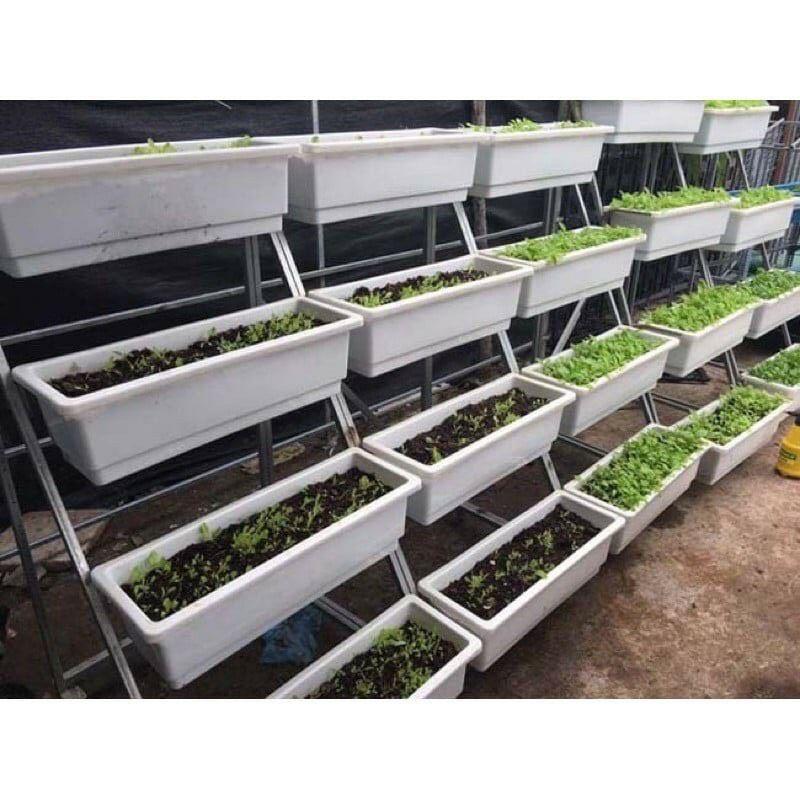 Khay trồng hoa, trồng rau