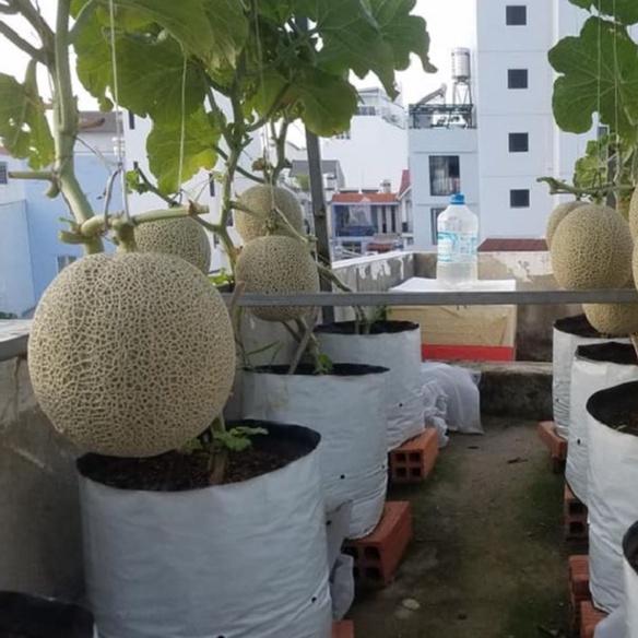 Combo 2 gói hạt giống dưa lưới xanh F1-gói 10 hạt/tặng kèm gói phân bón lót
