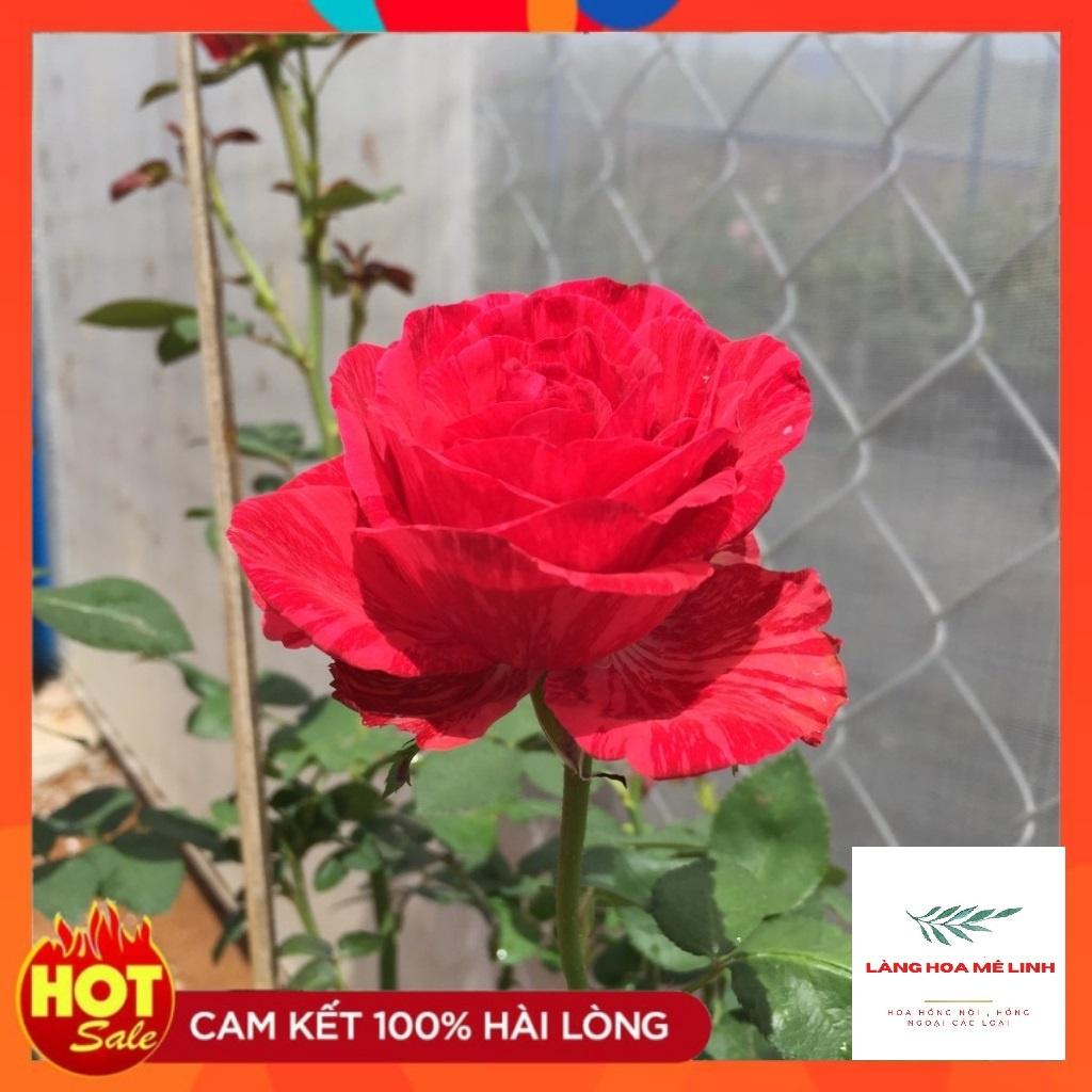 Hoa hồng bụi Red Intuition rose- đỏ sọc, đỏ sẫm. loại hoa hồng này có khoảng 31 đến 39 cánh hoa, mùi thơm