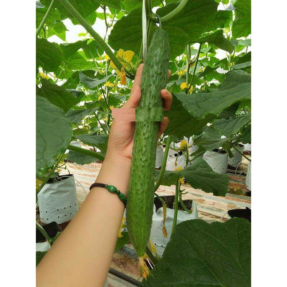 Hạt giống Dưa Chuột Trái Dài Nhật - 10 hạt/gói