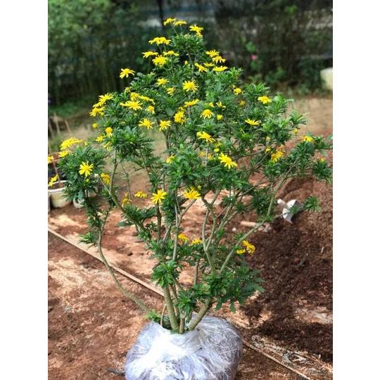 CÂY GIỐNG HOA CÚC THÂN Gỗ trưởng thành cao 1m hơn.