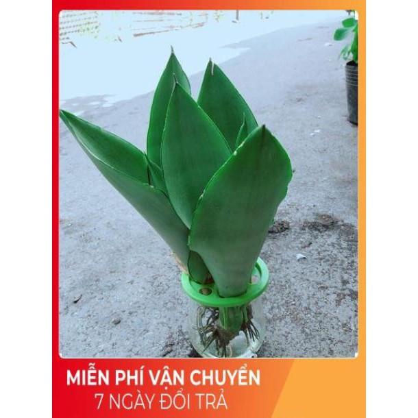 Chậu Lưỡi Hổ Thuỷ Sinh