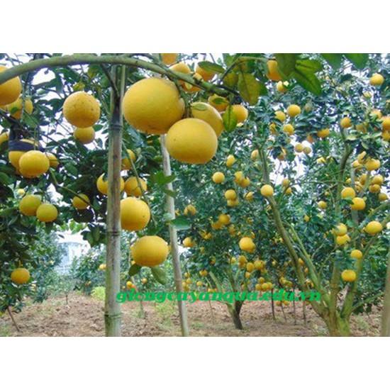 CÂY GIỐNG BƯỞI DIỄN SIÊU NGON SIÊU QUẢ