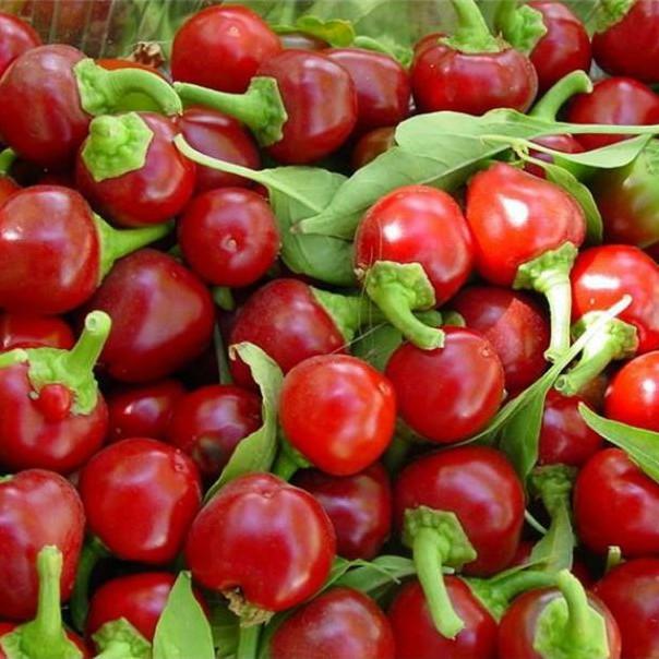 Hạt giống ớt cherry bomb F1 nhập khẩu Mỹ