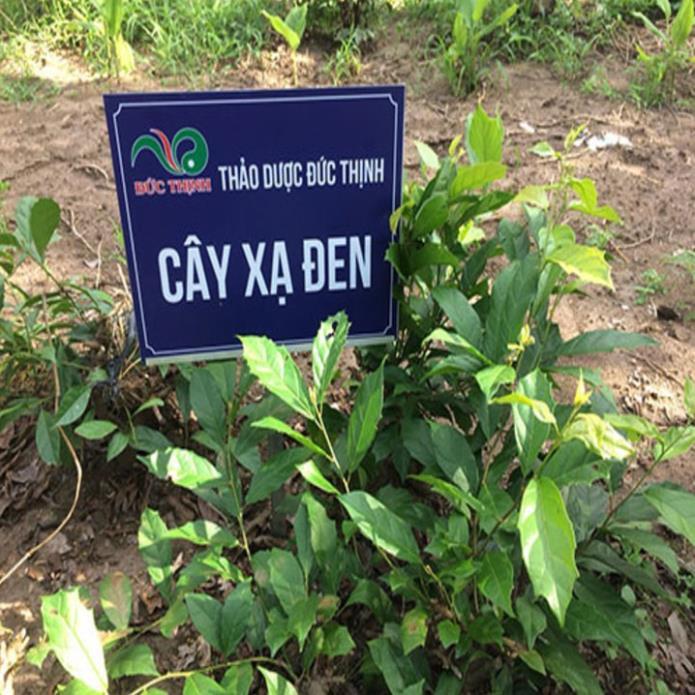 Cây xạ đen + Tặng 01 cây dâu da đất ( bòn bon)