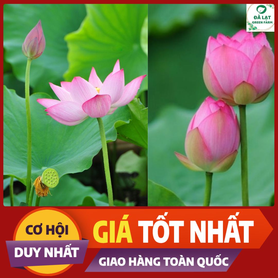 Hạt giống Hoa Sen (Hoa Sen Ta, Sen Hồng Việt Nam)