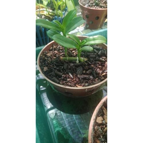 Hoa phong lan giã hạc(phi điệp)- 5CT mắt mờ hải dương ( hàng cắt kie )