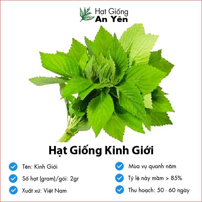 Hạt giống Rau Kinh Giới, thu hoạch sớm, dễ trồng, nảy mầm cao, sinh trưởng khoẻ