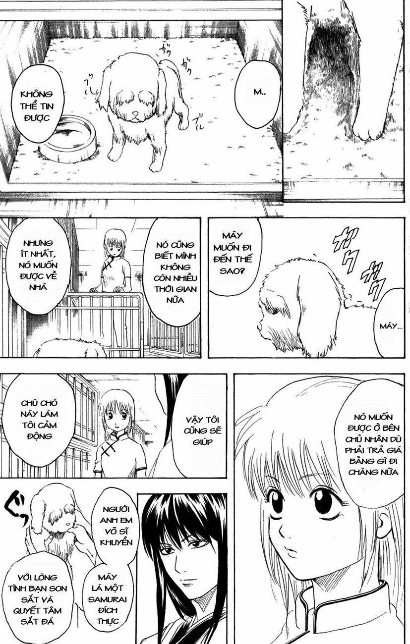 gintama - linh hồn bạc chapter 207 13