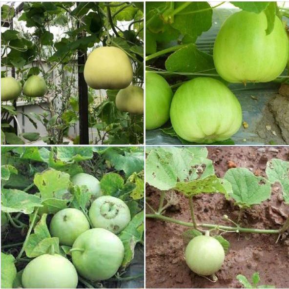 Combo 4 gói Hạt giống Dưa lê siêu ngọt -gói 10 hạt/tặng kèm gói phân bón lót