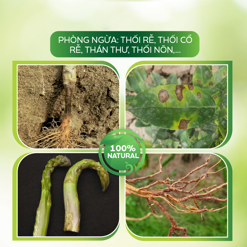 Nấm ủ Trichoderma AT ủ phân hữu cơ vi sinh siêu nhanh, ủ vỏ cà phê, tưới cải tạo đất 1kg tăng cường vi sinh vật có lợi