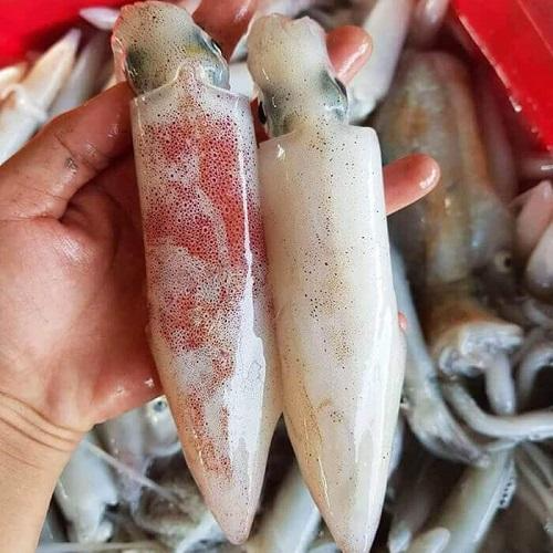 Mực tươi 6-8 con/kg