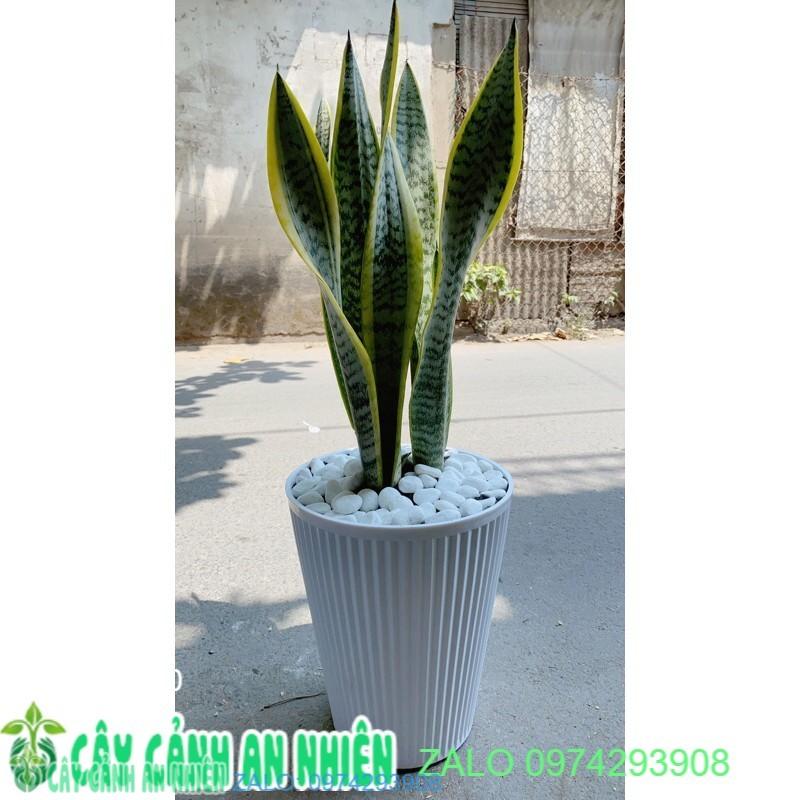 Cây Lưỡi Hồ Cao Kèm Chậu Sứ