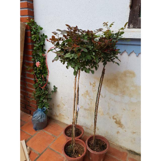 Hoa hồng tree thân gỗ chọn màu cực xinh
