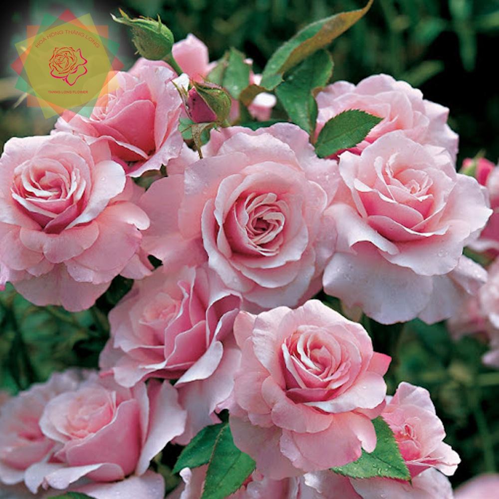 Cây hoa hồng ngoại Our Lady of Guadalupe rose (bụi) đẹp nuột nà - Hoa hồng Thăng Long Flower
