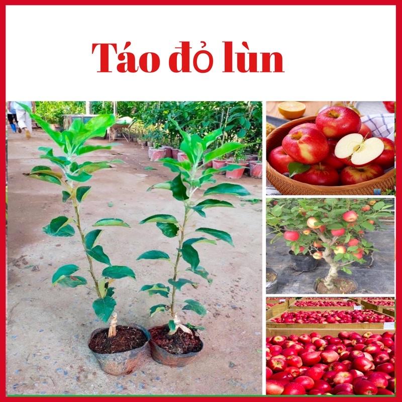 Cây táo đỏ lùn nhập khẩu có thể trồng chậu (ảnh thật hình cuối)