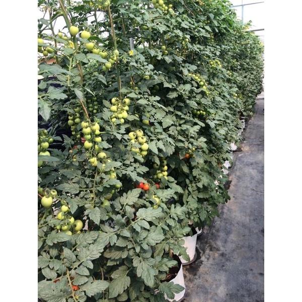 PHÂN BÓN CAO CẤP ĐA-TRUNG-VI LƯỢNG DURAMON 12-8-6+TE SIÊU TĂNG TRƯỞNG