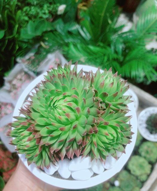 Phật Bà Viền Đỏ Kèm Chậu Sứ