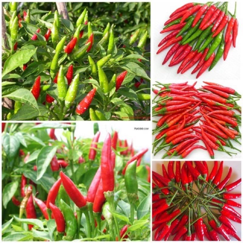 CÂY GIỐNG ỚT CHỈ THIÊN SIÊU CAY