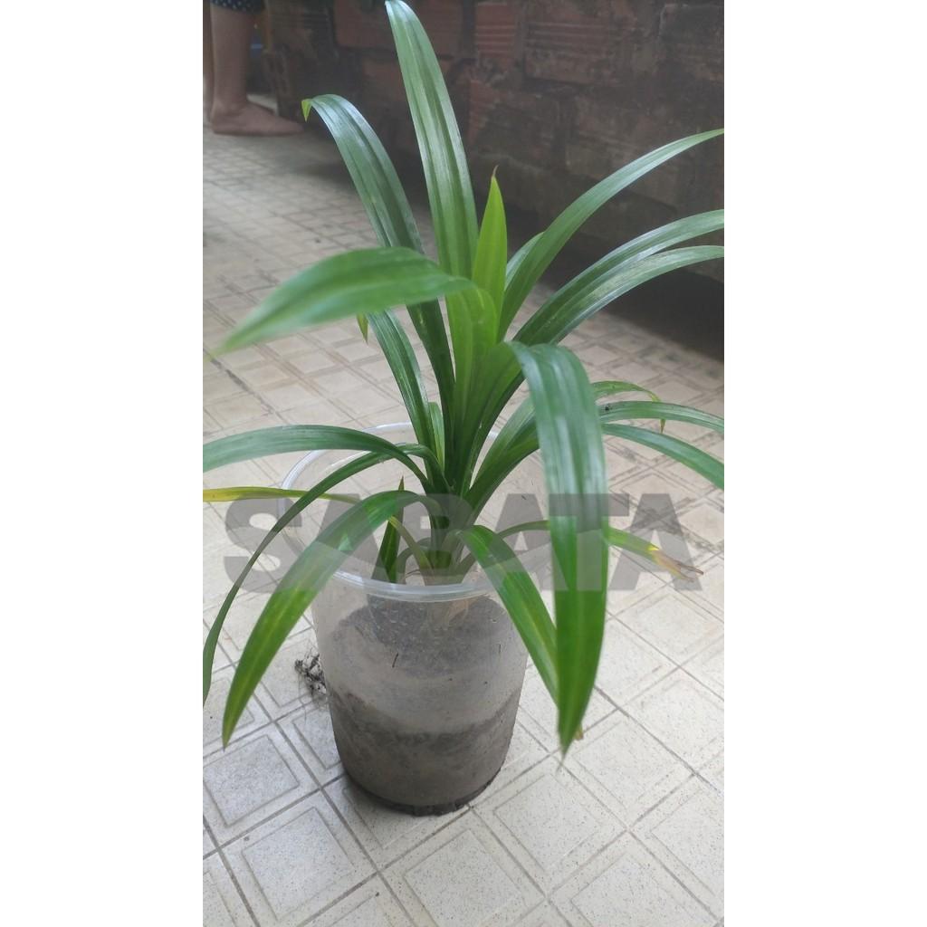 Cây lá dứa/ lá nếp giống