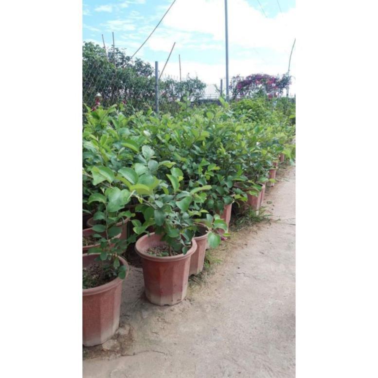 Sản phẩm TÁO NGỌT TRỒNG CHẬU